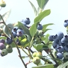 夏が旬！もぎたて食べ放題のブルーベリー狩り観光農園【ベリー・ベリー・ヤミー】富山市八尾の高台でツリーハウスや里山体験も