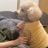 帰省したお姉ちゃんを迎えるトイ・プードル
