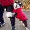 ビビリで人の足にしがみついていた『怖がりの犬』→先輩犬にトレーニングしてもらった結果…まさかの『別犬のような現在』に反響「ステキすぎる」