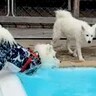 久しぶりのプールでウキウキの大型犬→飛び込む場所を決めた結果…『思わず声が出てしまう光景』に「笑ったｗｗ」「思い違いってあるよね」の声