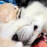 大型犬と赤ちゃん猫が『同じ布団で寝るようになって数年後』…6歳になった『現在の姿』があまりにも尊いと33万再生「泣けた」「愛が深い」