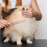 犬のお手入れにつかうコームはブラッシング以外でも使える便利アイテム！被毛の長さを測る定規として使おう！