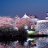 福岡城さくらまつりが開催。約1,000本の桜と舞鶴公園内各所がライトアップ！期間中『幻の天守閣』も登場！3月27日～4月7日