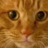 顔が大きすぎた元野良猫→動物病院に連れて行った結果……『思わぬ診断結果』と現在の姿に反響続々「本当にデカい」「迫力ある顔」