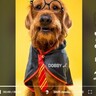 『ハリー・ポッター』の大ファン、飼い犬へのコマンドを“魔法の呪文”に変えて大注目（カナダ）