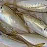 尾鷲港での堤防サビキ釣りで20cm級アジ連打【三重】トリックサビキ仕掛けに好反応