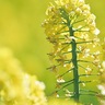 追分・矢指市民の森　黄色い絨毯、今年も見頃　23日には「菜の花まつり」