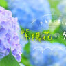 【兵庫県】紫陽花(アジサイ)の名所・絶景スポット12選！見ごろや品種の情報も(2025)