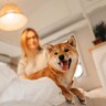 犬が高い場所に乗りたがる3つの理由　その意外な心理から飼い主ができる改善策まで