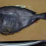 超希少な深海魚＜オオヒシマトウダイ＞を食べてみた　近縁種との見分け方＆その味とは？