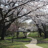 広い芝生広場もある、お花見に最適な桜の名所♪