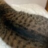 ギリギリネコ？…猫の後ろ姿を撮ってみた結果→ナマコにしか見えない『爆笑の光景』が83万7000表示「ニャマコ」「潮間帯にいそう」