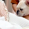 犬が『生まれたばかりの赤ちゃん』を初めて見ると…思った以上の『喜び大爆発』にほっこりが止まらない「目が優しい」「見守ってくれそう」