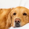 犬が『たそがれているとき』何を考えているの？5つの心理や飼い主がしてあげたい対応とは