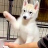 ハスキー子犬に『おて』をさせてみた結果→なぜか両手で…愛おしすぎる『まさかの結末』に3万いいね「可愛いから許すｗ」「ドヤ顔で最高」と絶賛