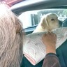 誰にでもフレンドリーな大型犬がおばあちゃんに会ったら…完全に想定外な『まさかの展開』が2万再生「ガン無視で草」「可愛い人見知りｗ」