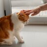 猫に嫌われる『ダメな撫で方』の特徴4選　せっかくのスキンシップが逆効果に？