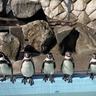 自分が撮影した写真がカレンダーに！？『茶臼山動物園』『城山動物園』で『動物園カレンダーの写真』募集！4月20日～9月23日。
