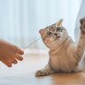 猫を虜にさせる『猫じゃらしの使い方』3つのポイント　ただ振るだけじゃつまらない！