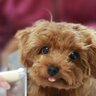 犬のお手入れ道具はこだわるべき？ケアの負担を減らせる選び方のポイントとは
