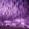 【お出かけ情報】一生に一度は訪れたい「花と光の楽園」〝あしかがフラワーパーク〟の藤の花が間もなく見ごろ