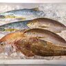 魚にふれて、命を知る──食育体験＜鮮魚タッチ＞のススメ　魚と触れ合うとより美味しくなる？