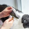 抜け毛が悩ましい猫の『換毛期』を上手に乗り切るための対策3選　こまめなケアや掃除が不可欠！