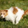 犬がウンチをした後に『地面を蹴る』理由２選　意外な心理や対策すべき状況まで