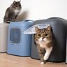 愛猫が守っている『トイレにまつわるルール』3選　猫なりに譲れないトイレへのこだわり