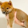 『豆柴』と言われて子犬を飼った結果→2年後の『想定外すぎるビフォーアフター』に「愛情の分大きくなる」「愛おしい」と絶賛の声