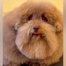 『超モフモフな犬を洗った』結果→なぜそうなった…？おじいちゃんにしか見えない『衝撃の変化』が547万再生「頭にタオル置きたいｗ」と爆笑