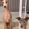 『ハウス』の指示に従わない犬→見かねた同居犬が…尊すぎる『教えようと一生懸命な光景』が637万再生「ジタバタしてて可愛いｗ」「お利口」