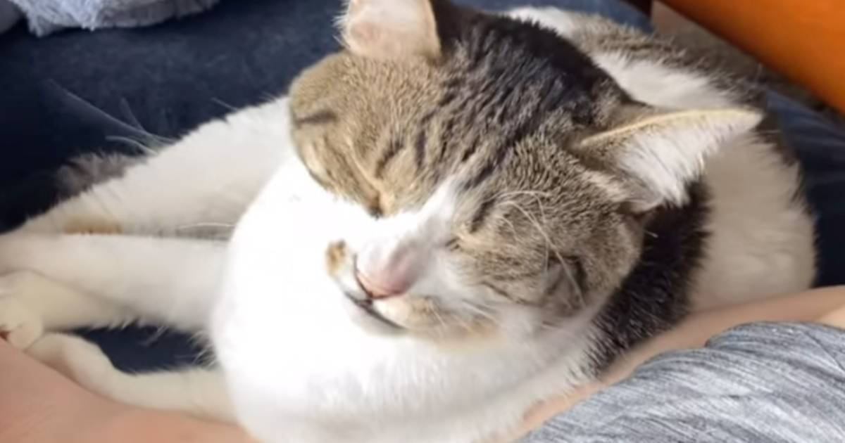 くしゃみ猫ページ AqrN6ZEr8hvRuGCKSskqoMER1znYup