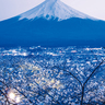 お花見はどこに行く？　夜景評論家