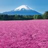【お出かけ情報】残雪の美しい富士山と芝桜の絶景が楽しめる富士山麓の春の風物詩「富士芝桜まつり」開催中