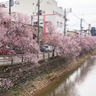 上越市の儀明川沿い桜並木を夜桜スポットに　高田本町商店街がライトアップに向けクラファン呼び掛け