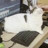 「エンターキーは押させないニャ」とパパのパソコン作業を邪魔する猫がかわいい