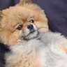 庭でバーベキューをしていたら、自然に参加してきた犬→まさかの『人間味が強すぎる光景』に16万いいねの反響　あまりにも貫禄がある姿が話題に