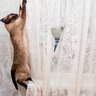 猫との暮らし、あえて知ってほしい『ネガティブ』なこと5選　爪とぎ、安眠妨害…覚悟したほうがいいこととは？