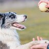犬がどれぐらい『知能・知性』があるかを調べる方法4つ　記憶力が優れているワンコがみせる行動とは？
