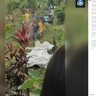 森に牛を連れて出かけた74歳女性、ヘビに襲われ死亡　インドネシア・スラウェシ島で3か月連続の悲劇