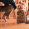 猫がテレワーク中のパパと遊びたくて…『猛アピール』する様子が可愛すぎると43万再生「たいへん尊い」「可愛さに参った」悶絶の声