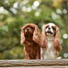 『初心者が飼いやすい』犬種5選　しつけがしやすいワンコの特徴や注意点まで解説