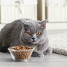 老猫が『ご飯』を食べない原因3つ　対処法や病院に行くケースとは