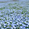 【お出かけ情報】どこまでも続く青の絶景！国営ひたち海浜公園のネモフィラが満開！