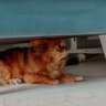 愛犬が怯えているときに飼い主が取るべき行動6つ　不安な気持ちを取り除いてあげるための対処法とは