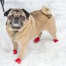 犬に『靴を履かせること』はどんなメリットがあるの？愛犬のQOLを高めるトレーニング方法も紹介