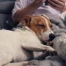 犬が安心できる『飼い主の身体の部位』4選　くっついてくる理由や愛犬が安眠できる場所とは？