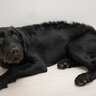 犬が怯えてしまう人間の服装５つ　無意識に愛犬を怖がらせているかも？警戒する理由とは