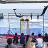 上越市立水族博物館うみがたりが入館者数250万人突破　イルカがジャンプでお祝い